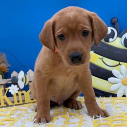 Orange - Yellow male Labrador Retriever puppy in Heath Springs, South Carolina from Rich Hill Retrievers