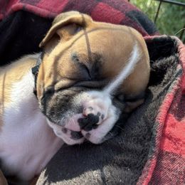 Boxers from Rocky Mountain Boxers