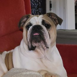 Pua - Bulldog