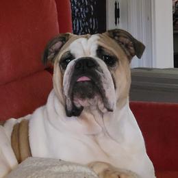 Pua - Bulldog