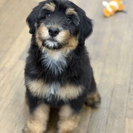 Jigglypuff - female Australian Mountain Doodle puppy in Pittsburgh, Pennsylvania from WestPenn Doodles LLC