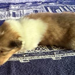 Igraine Maiden - Sable and white female Collie puppy in Malvern, Arkansas from Lost Acres Collies