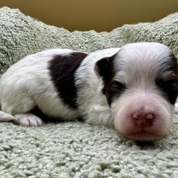 Portia - Chocolate female Havanese puppy in Hendersonville, North Carolina from Kim's Cove Dog Co.