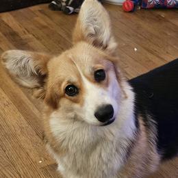 Elle - Pembroke Welsh Corgi