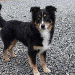 Lyra - Border Collie