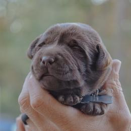 Grey Boy - Chocolate male Labrador Retriever puppy in Linville, Virginia from Virginia Labradors