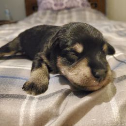 Miniature Schnauzer Puppies from Gerhauzer's Schnauzers