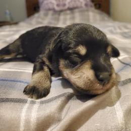 Miniature Schnauzer Puppies from Gerhauzer's Schnauzers