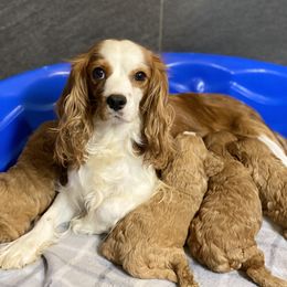 Cavalier King Charles Spaniel, Cavapoo, and Pembroke Welsh Corgi Puppies from Griffins Puppies