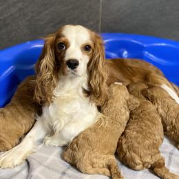Cavalier King Charles Spaniel, Cavapoo, and Pembroke Welsh Corgi Puppies from Griffins Puppies