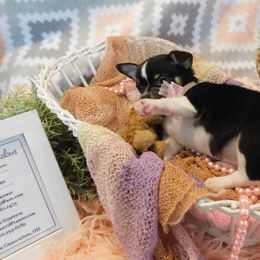 Chihuahua Puppies from Fine Whines & Lickers