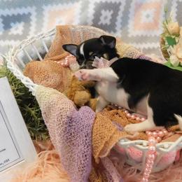 Chihuahua Puppies from Fine Whines & Lickers