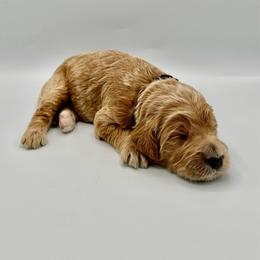 Griffin - Cream male Goldendoodle puppy in Mount Pleasant, Tennessee from Doodle My Heart