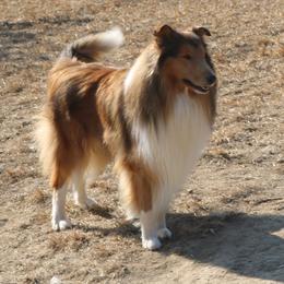 Collie All Grown Up from Wellsmere Collies