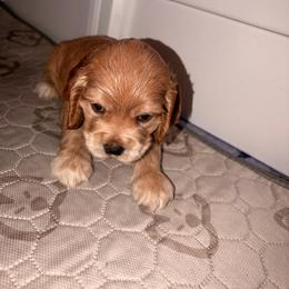 Fergus - Cream male Cocker Spaniel puppy in Hickory, North Carolina from Homegrown Spaniels