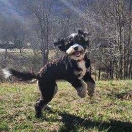 Murphy - Bernedoodle