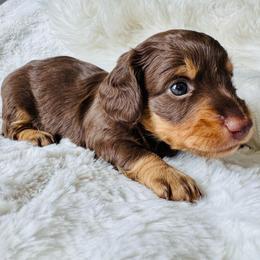 MOCHA - Chocolate and tan male Dachshund puppy in Holtwood, Pennsylvania from Holly Hill Dachshunds
