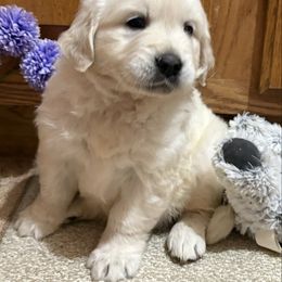 Bella - Light golden female Golden Retriever puppy in Grant County, Indiana from On The Sunny Side Pavey Farms