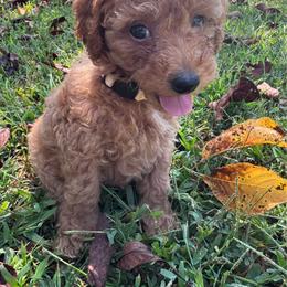 AKC WESLEY (white collar) - Red  male Poodle puppy in Dallas, Georgia from West Cobb Dogs