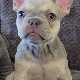 French Bulldogs from Luz French Bulldogs