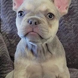 French Bulldogs from Luz French Bulldogs