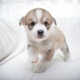 Sirius - Wolf sable male Pomsky puppy in St. Petersburg, Florida from Neon Moon Pomskies
