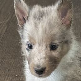 Boy 1 - Shetland Sheepdog puppy from Stacey's Shelties
