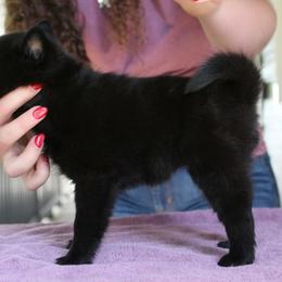 Purple - Ciel - Black female Schipperke puppy in Vancouver, Washington from Curtin Creek Schipperkes