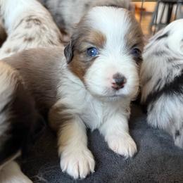 Storm - Blue merle female Miniature American Shepherd puppy in Phoenix, Arizona from Outlaw Minis