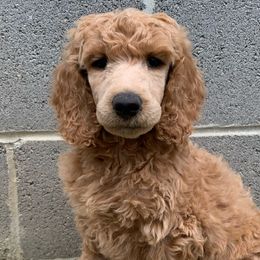 Zuma - Apricot Poodle puppy in Toone, Tennessee from Big Springs Little Paws Standard Poodles