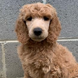 Zuma - Apricot Poodle puppy in Toone, Tennessee from Big Springs Little Paws Standard Poodles