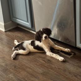 Boy 2 - Liver and white male Brittany puppy in Rhoadesville, Virginia from HOMESCHOOLED BRITTANYS LLC