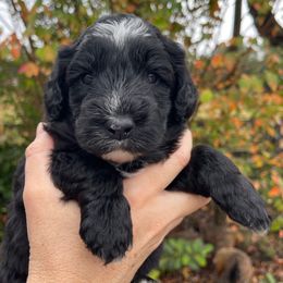 Orange - Black and white female Sheepadoodle puppy in Archer, Florida from Gainesville Sheepadoodles