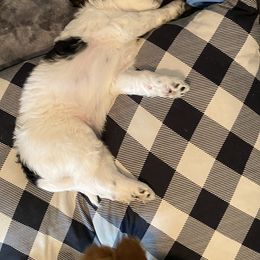 Goldendoodle Puppies from BB Doodles