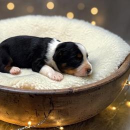 Drift - Black tri-color male Australian Shepherd puppy in Statesville, North Carolina from Charming Australian Shepherds