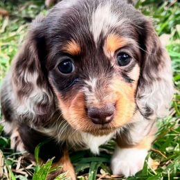 Girl 1 - Dapple female Dachshund puppy in Rising Star, Texas from Boring Weenies