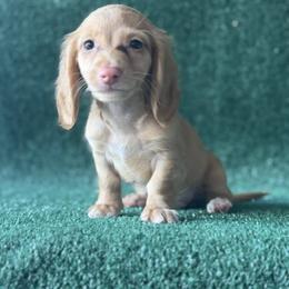 Boy 4 - Red male Dachshund puppy in Pflugerville, Texas from Dream A Dream Dachshunds