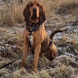 Boone - Liver and tan male Bloodhound puppy in Inman, Nebraska from Sandhill Hounds of Nebraska