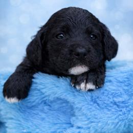 Davis - Black male Poodle puppy in Willacoochee, Georgia from Kitandkboodle's Doodles