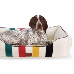German Shorthaired Pointer All Grown Up from Windward German Shorthaired Pointers