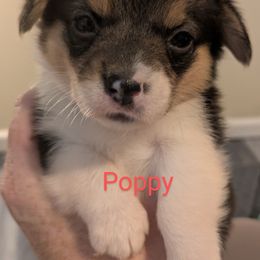 Poppy - Black and tan female Pembroke Welsh Corgi puppy in Berkeley Springs, West Virginia from Hummingbird Farm