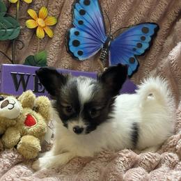 Jelly Belly Bean - Red white and sable female Papillon puppy in Bradyville, Tennessee from Pinnacle Papillons