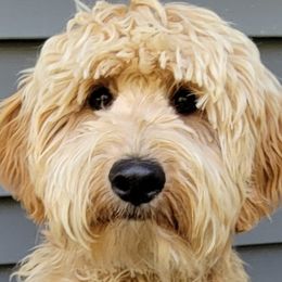 Henry - Bernedoodle