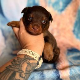 Jessie - Red tri female Miniature Australian Shepherd puppy in Buchanan, Georgia from Stanleyville Farm Mini Aussies