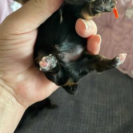 Charlie - Black and gold male Yorkshire Terrier puppy in Belpre, Ohio from Blackwoods Yorkies