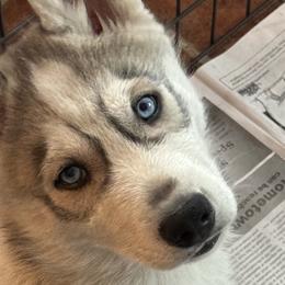 Siberian Huskies from Maplelane Siberians