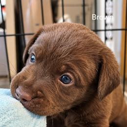 Macchiato - Chocolate male Labrador Retriever puppy in Hurricane, Utah from Mahmen's Meadow Retrievers