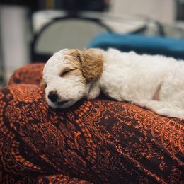 Poodle Puppies from Reuter Clan Poodles