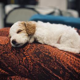 Poodle Puppies from Reuter Clan Poodles