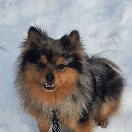 Pomeranians from BL Poms Heaven